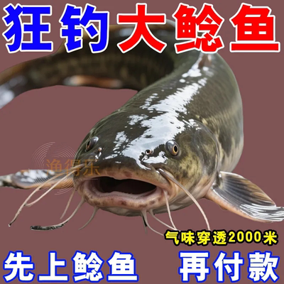 鲶鱼疯正品专用大头鲶鱼窝料钓鱼小药鲶鱼诱食剂野钓鱼饵料除藻剂