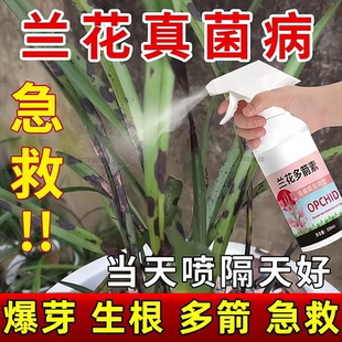 兰花多箭素爆芽素专用免稀释营养液蝴蝶兰多剑王兰灵王肥料通用型