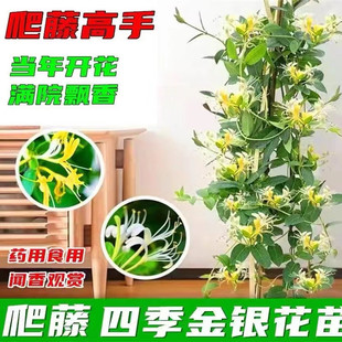金银花苗爬藤类植物可食用盆栽绿植攀援花卉四季开花楼顶室外阳台