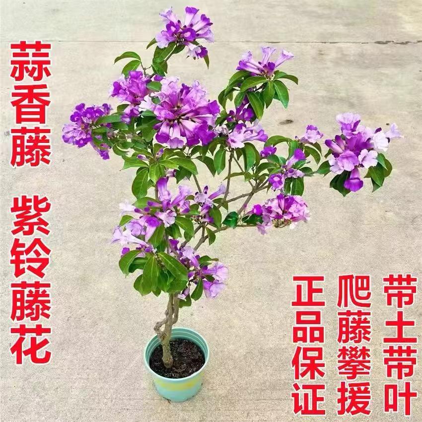 蒜香藤花 紫铃藤 阳台庭院盆栽攀援蒜香藤花苗 当年开花爬藤绿植