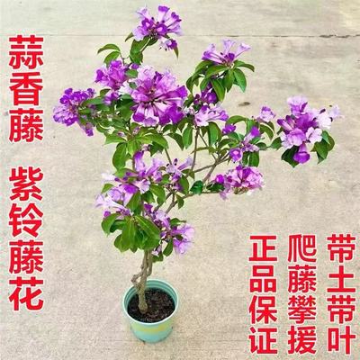 蒜香藤花 紫铃藤 阳台庭院盆栽攀援蒜香藤花苗 当年开花爬藤绿植
