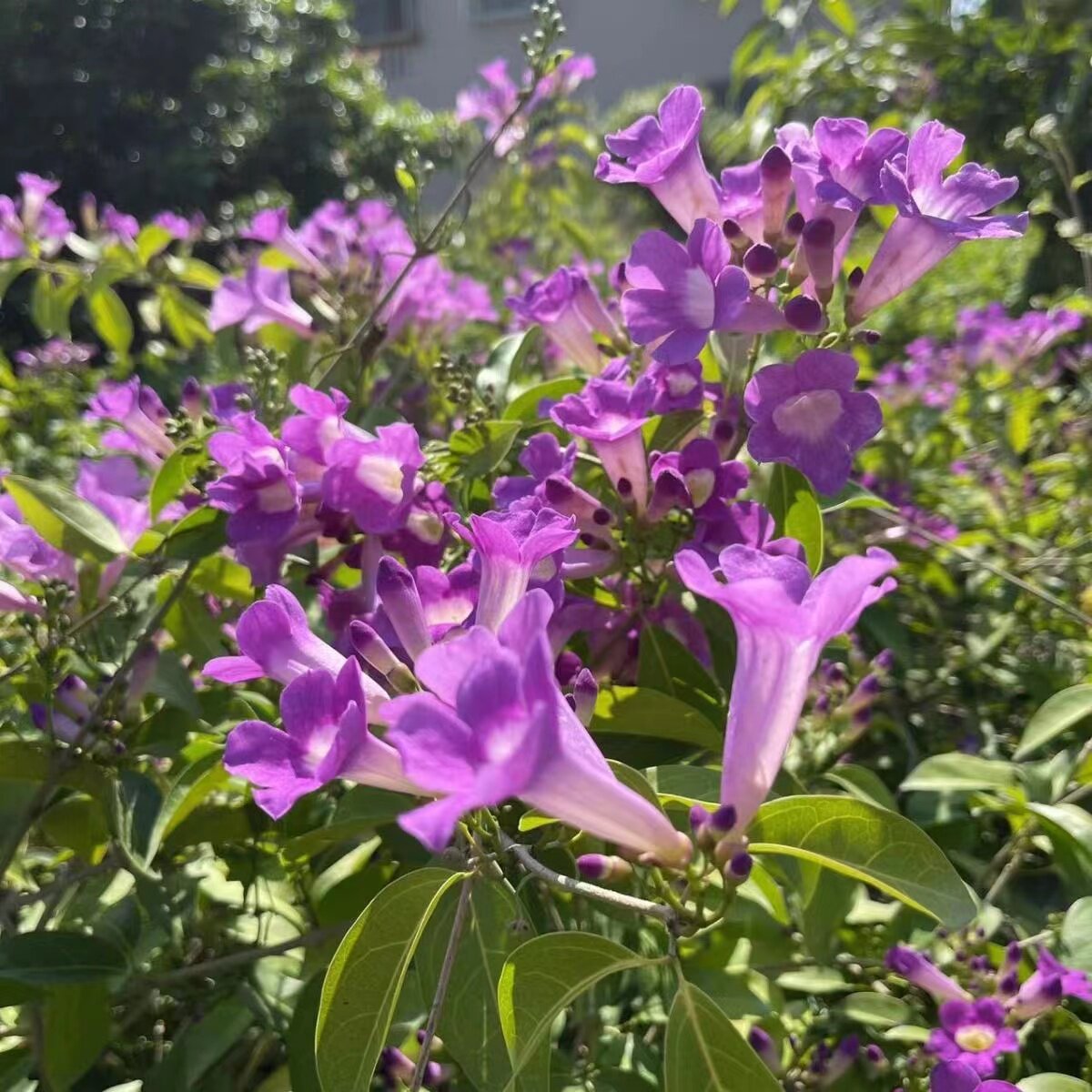 蒜香藤花苗 紫铃藤花 耐晒爬藤植物四季庭院阳台垂吊攀爬围墙植物