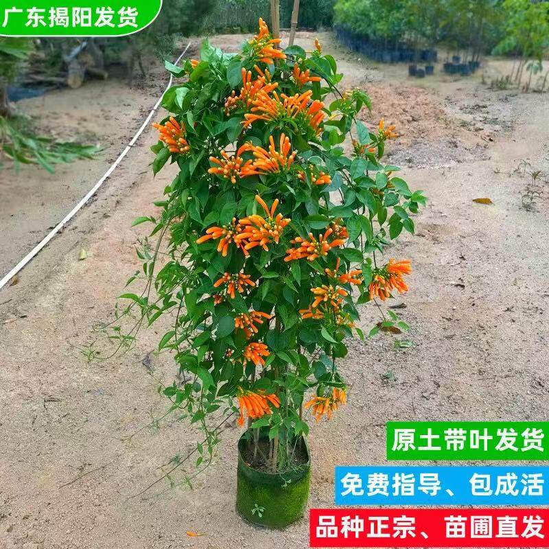 爬藤植物炮仗花苗盆栽四季常绿