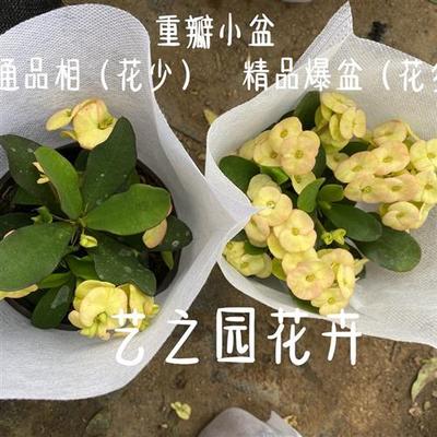 重瓣黄花虎刺梅带花苞盆栽黄色铁海棠大花大叶粉色好养易活耐晒