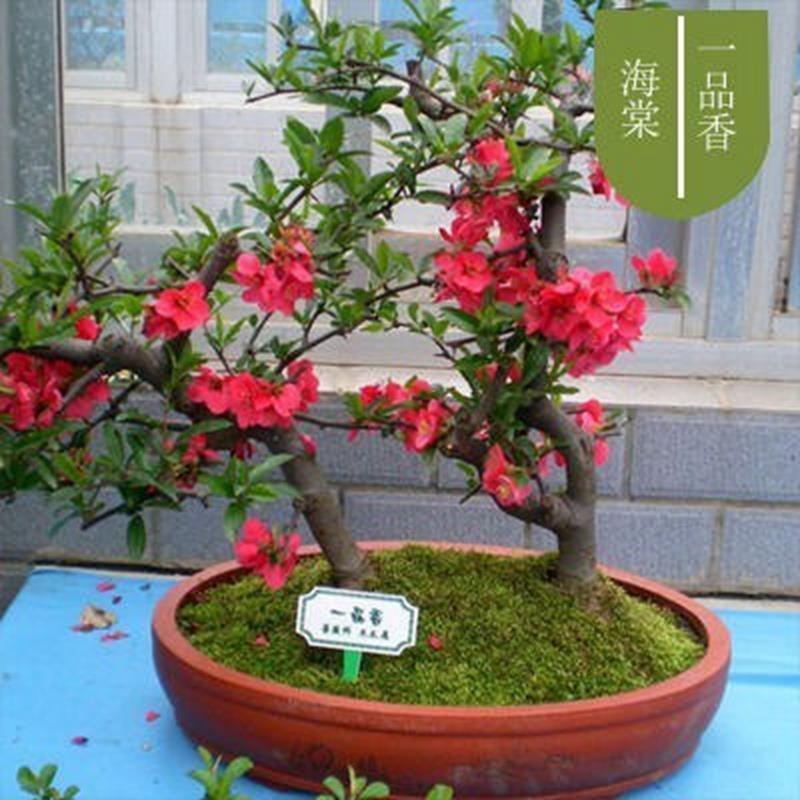 海棠花盆栽带花苞树苗老桩盆景庭院好养四季易活植物室内花卉绿植