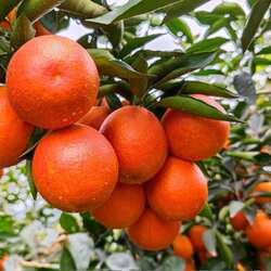 重庆万州玫瑰香橙晚熟血橙 酸甜适口富含花青素深红色果肉