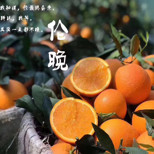 秭归伦晚脐橙晚熟橙 头一年春天开花 翌年3月成熟