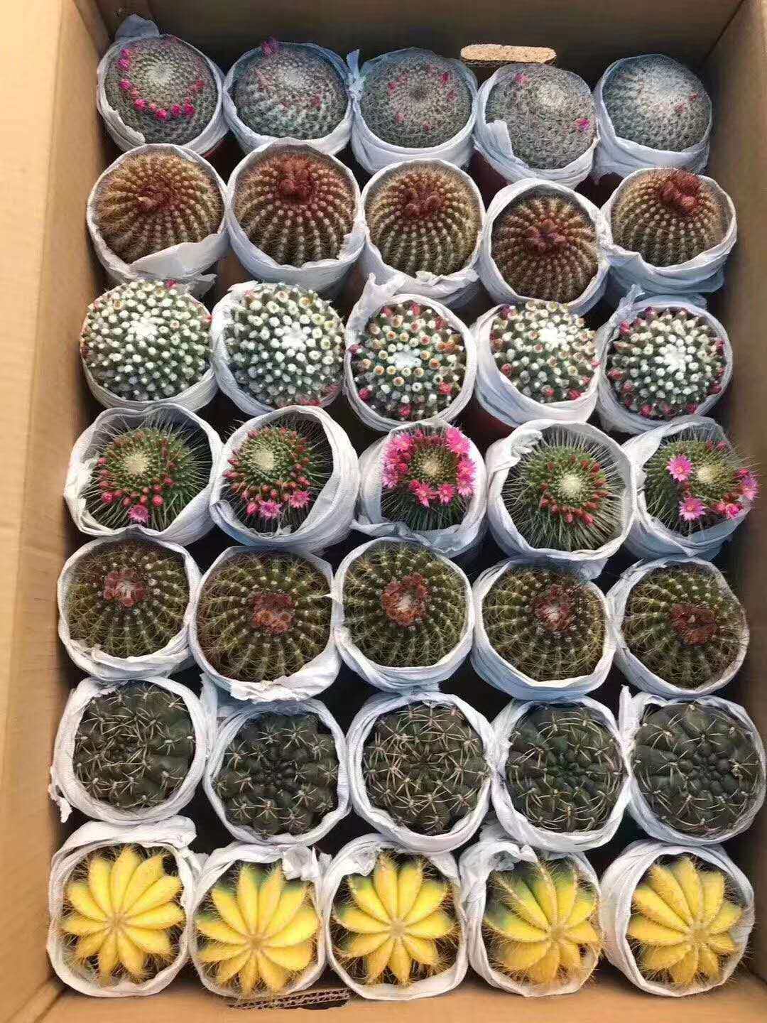 【基地直供】仙人球盆栽居家花卉绿植盆栽随机七色球混装