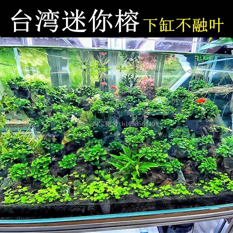 台湾迷你榕水草下缸不榕叶迷你水榕黄金榕小榕日本榕鱼缸草缸造景