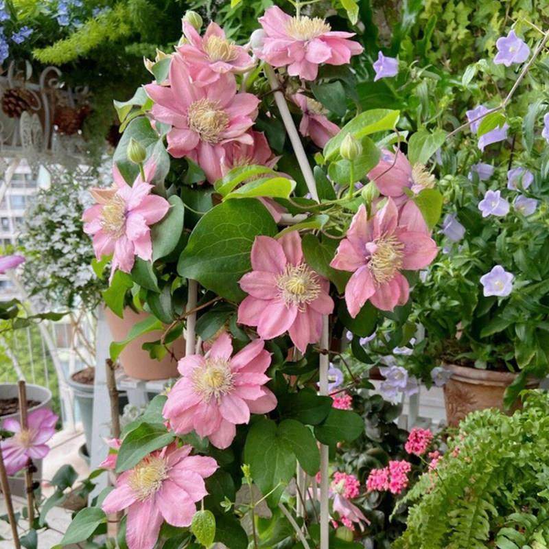 小美人鱼铁线莲大苗爬藤花卉植物盆栽栅栏攀援阳台庭院绿植粉色花,鲜花速递/花卉仿真/绿植园艺,绣球/木绣球/木本植物,淘宝优惠券,粉丝福利购,淘宝优惠卷