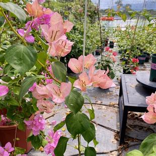 落日日落三角梅原生苗粗杆子 （可看苗情 可选苗）包对版