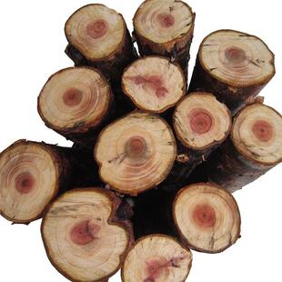 红豆杉木原木部分正宗天然手炼红豆杉木水杯木雕工艺品长度50厘米