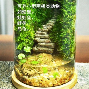 极速秘境空谷生物课两q栖生物苔藓生态瓶微景观雨林缸礼物易养桌