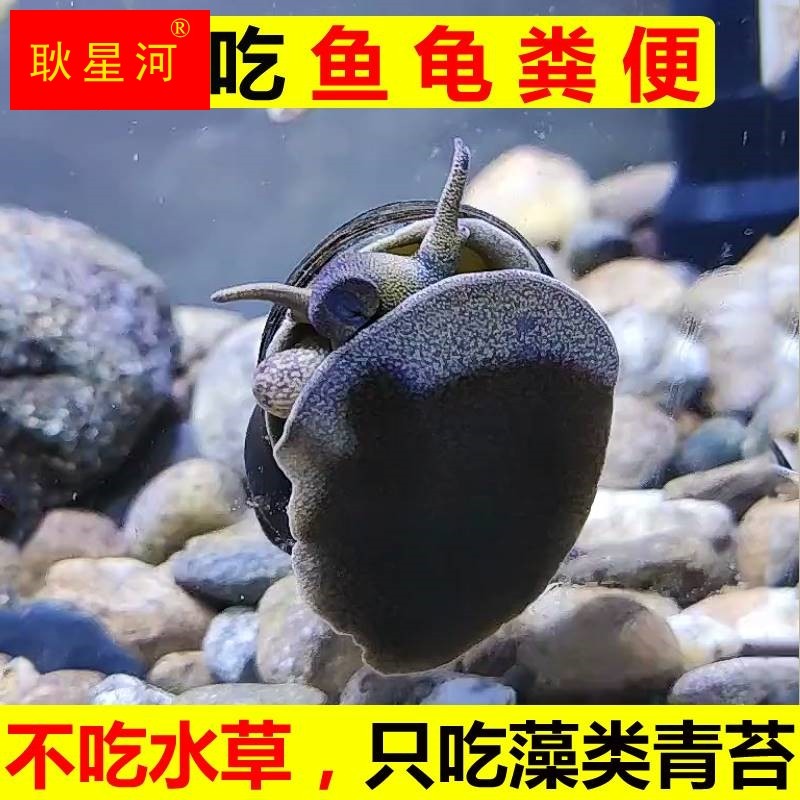 极速专吃乌龟粪便k巴西龟黄缘深水草墨蛋杰尼小青缸晒台爬台黄耳,家居饰品,户外/庭院摆件,淘宝优惠券,粉丝福利购,淘宝优惠卷