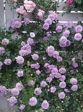 极速天狼月季 蓝色m阴雨/蓝雨 月季玫瑰攀援爬藤蓝紫色藤本月季