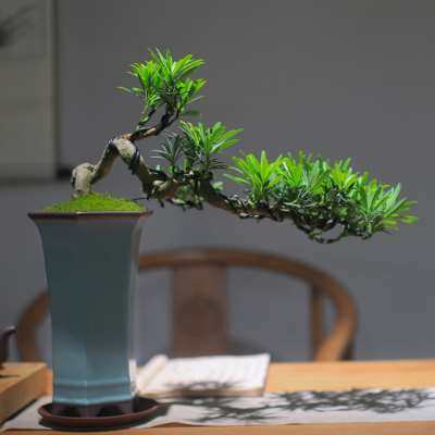 极速促促罗汉松盆景室p内植物摆件造景绿植新中式客厅悬崖造型老,鲜花速递/花卉仿真/绿植园艺,造型盆景,淘宝优惠券,粉丝福利购,淘宝优惠卷