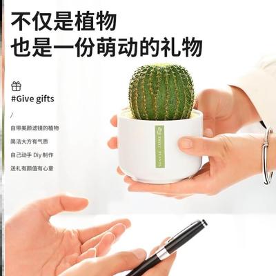 极速工礼位绿植小O16530盆栽好活四季桌养面仙人掌女神.绿植物懒