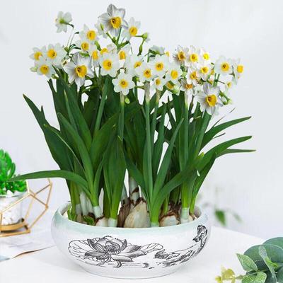 极速开时果正宗漳州水仙花种球盆栽水培花水培植物冬季Z耐寒花卉