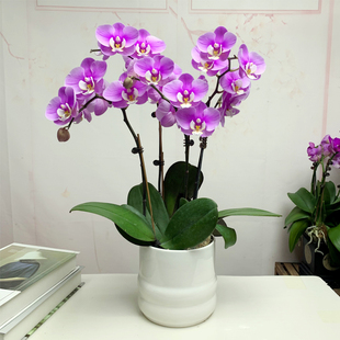 极速带花苞浓香型蝴蝶兰送花盆y绿植花卉盆栽浓香兰花多花剑节日