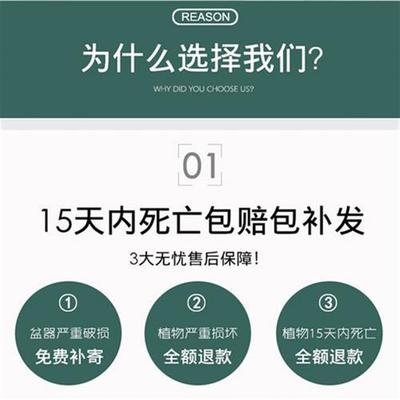 极速耐寒耐冻花卉冬天开花植物室外易活I耐晒不怕冻的禄植盆栽家