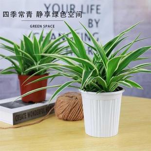 极速。冬天不怕冻的易活电t视柜客厅冬天不怕冷的花室外花卉植物