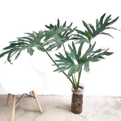 龙鳞水培春羽绿植春雨老桩大型网红盆栽好养活北内龟背植物