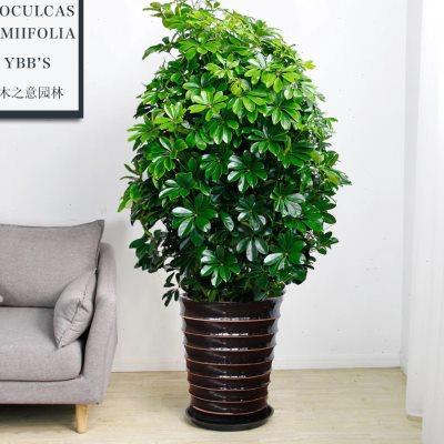 绿化鸭脚木植物庭院栽植物绿植大型鹅大盆室外掌柴南宁晒太阳盆栽
