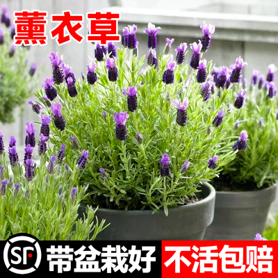 极速薰衣草盆栽大苗驱蚊花卉植物C阳台室内四季开花好养绿植吸毒
