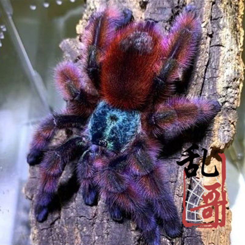 极速漂亮马提尼克油彩粉红趾3-9厘米大幼体宠R物蜘蛛捕鸟蛛温顺粉