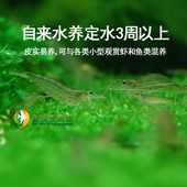 速发大和藻虾大河沼虾p观赏虾除藻虾清理水草绿藻工具虾黑毛吃丝