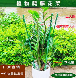 花支架子支撑杆爬藤蟹爪兰月季 支撑圈花卉吊兰花绿植花盆植物花托