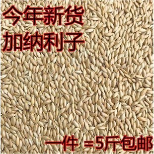 鹦鹉鸟食饲料 加纳利子 白尖粟 金丝雀芙蓉鹦T鹉黄雀鸟粮包邮