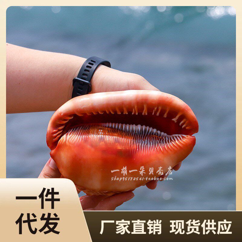 现货速发56PC可批四大t名螺宝螺鱼缸造景海螺壳超大贝壳工艺品摆