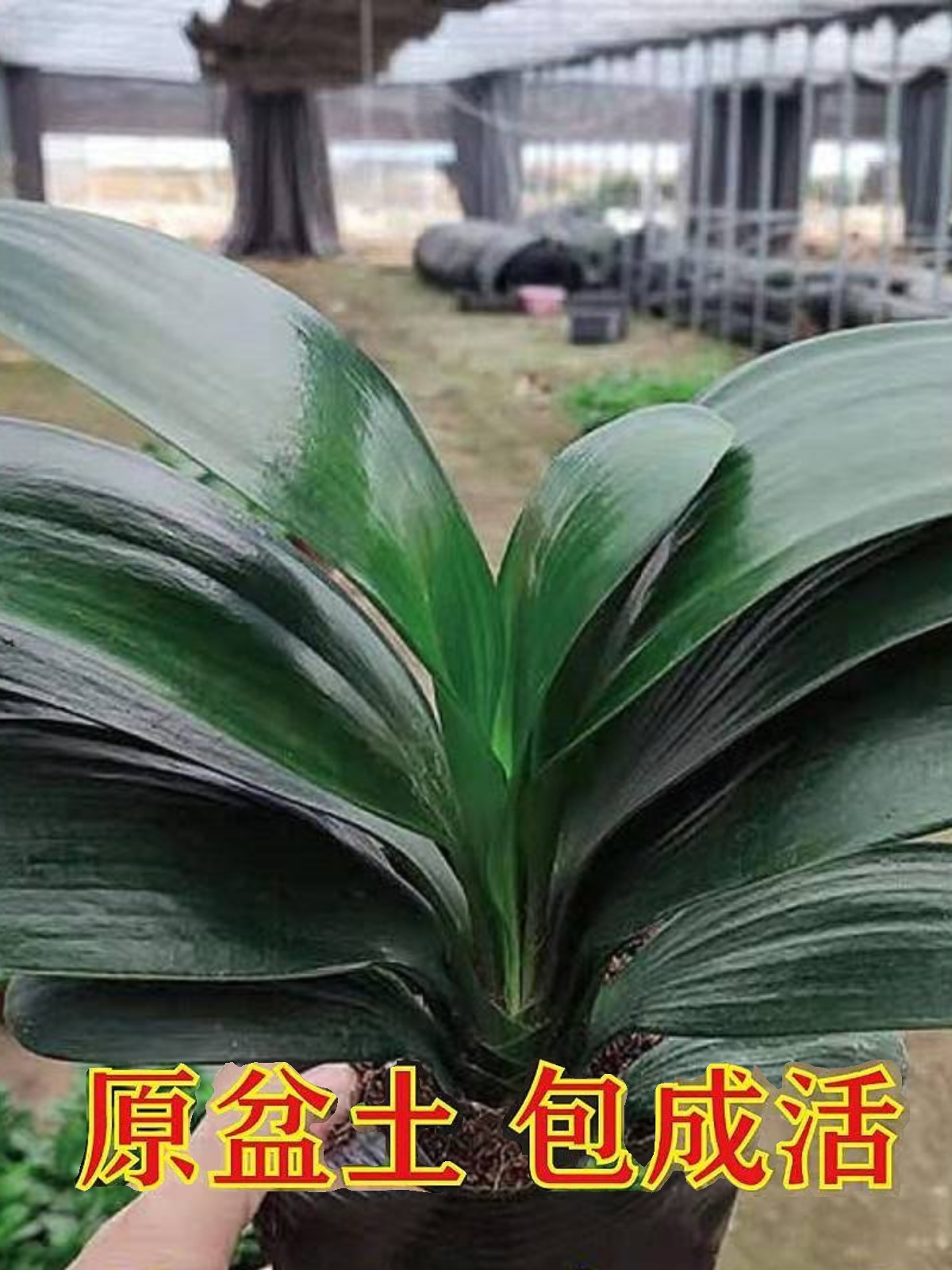 四季君子兰带花苞盆栽老苗室内花卉植物圆头和尚好养大苗当年开花