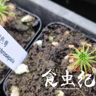 双色萼迷你茅膏菜食虫植物盆栽小花卉冬芽微景观生态瓶室内