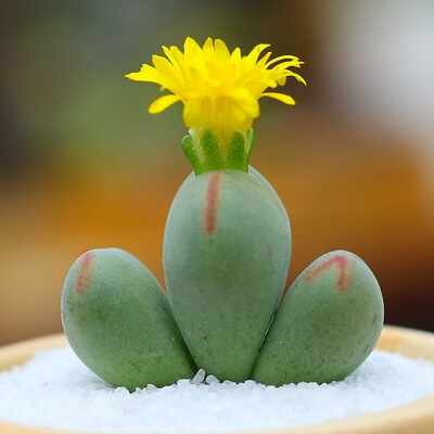 少将肉锥多肉g植物肉肉番杏科口笛帝玉整盆多头红嘴少将粉少将红