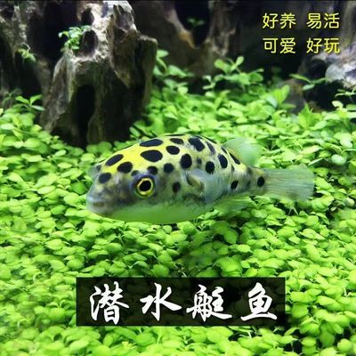潜水艇暗绿鲀河豚汽水鱼活体观赏鱼小型宠物鱼淡水鱼缸好养活除螺