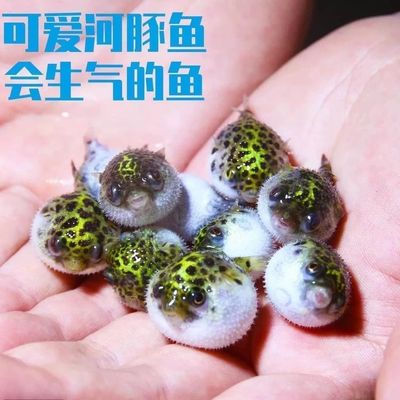 河豚观赏鱼金娃娃淡水小小型生气鼓肚子汽水好养潜水艇暗绿鲀除螺