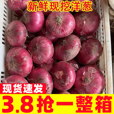 云南紫皮小洋葱新鲜圆葱