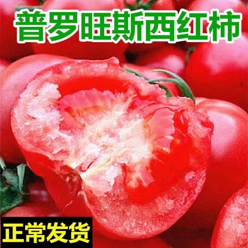 普罗旺斯西红柿新鲜沙瓤粉番茄9斤自然熟山东草莓柿子水果大生吃