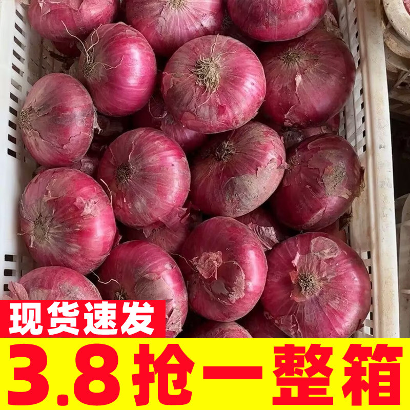 农家紫皮大洋葱圆葱新