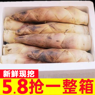 春笋正宗临安天目山春笋5斤小笋新鲜雷竹笋冬笋苦笋毛笋小笋冬笋
