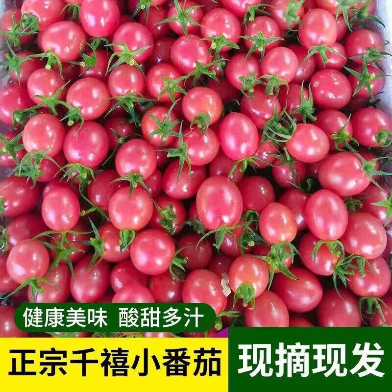 新鲜圣女果自然熟当季水果农家生吃西红柿蔬菜5斤包邮千禧小番茄