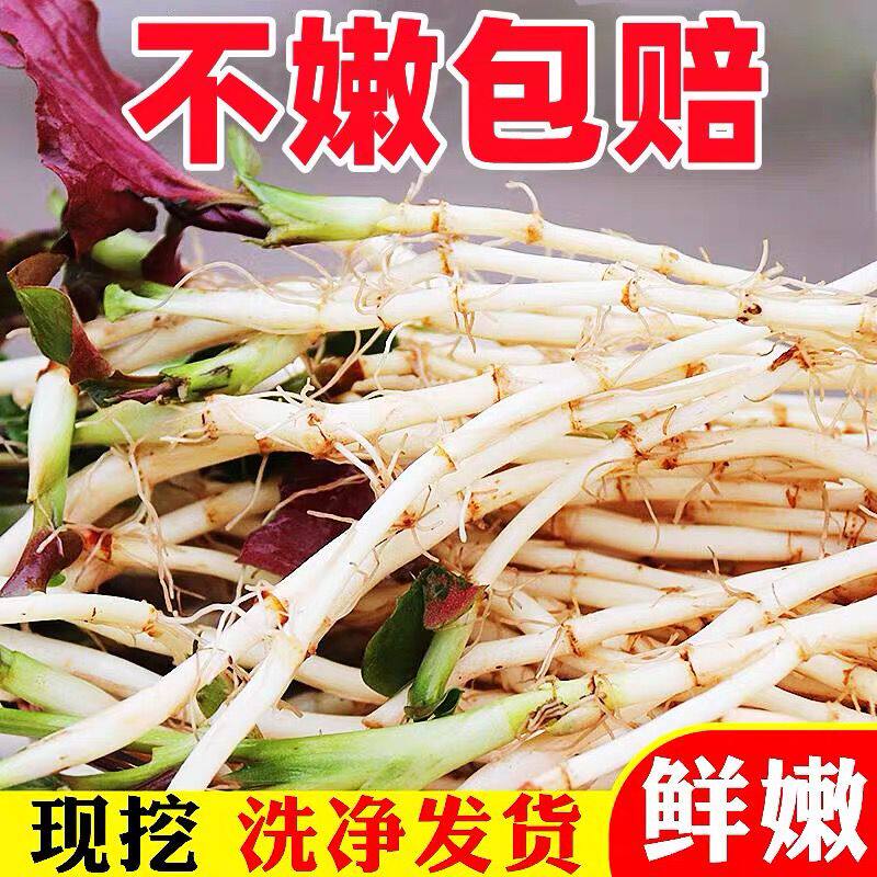 【当天采挖】农家鱼腥草新鲜