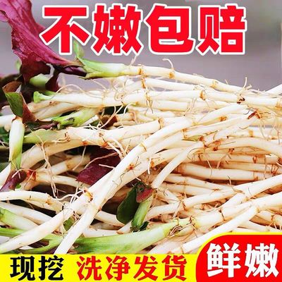 【当天采挖】农家鱼腥草新鲜