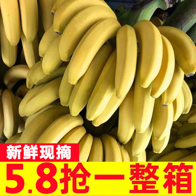 云南高山香蕉10斤新鲜