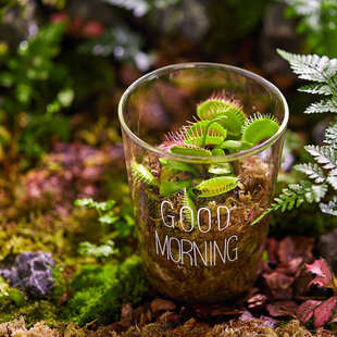 捕蝇草盆栽植物食人花室内食蚊草扑蝇草大嘴超大花卉驱蚊猪笼绿