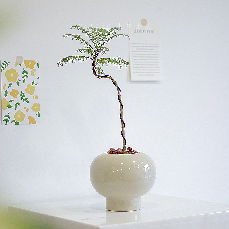 土生土长 蓝花楹室内外造型艺术盆景观赏绿植网红盆栽