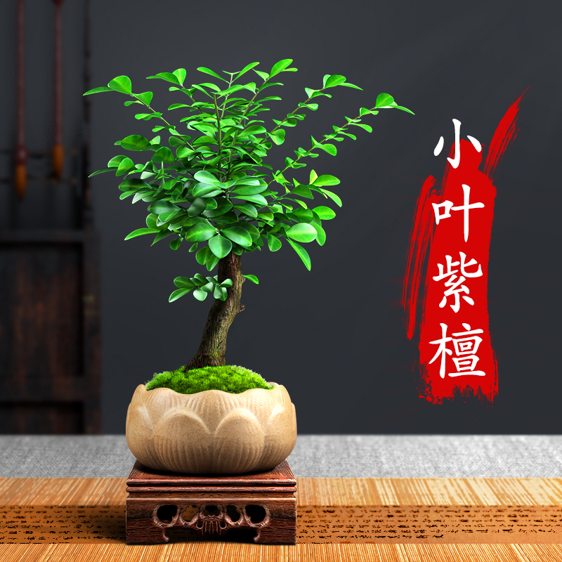 小叶紫檀盆景盆栽树植物室内花四季好养活客厅阳台办公室桌面绿植