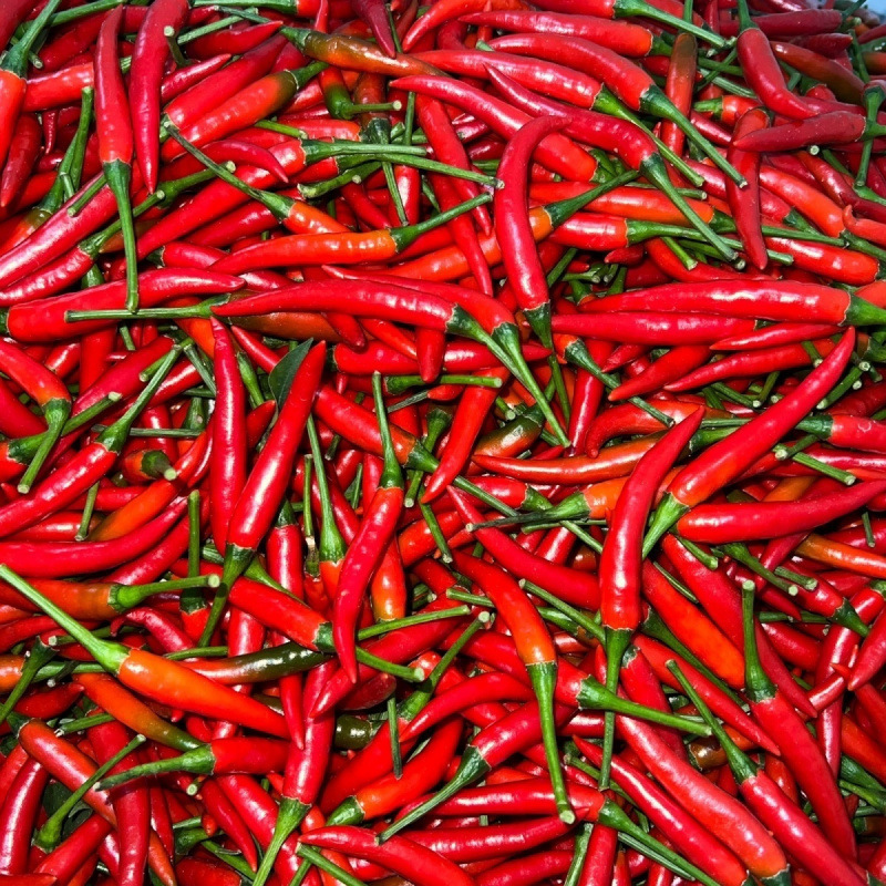 新鲜现摘小米辣农户直采直发